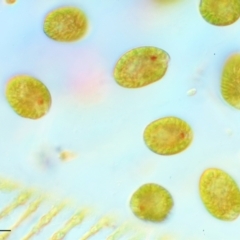 Alga / Cyanobacterium at Lower Cotter Catchment - 2 Mar 2023