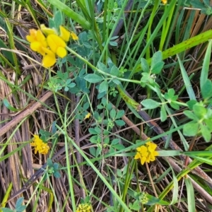 Lotus corniculatus at Jerrabomberra Wetlands - 7 Dec 2023 07:36 AM