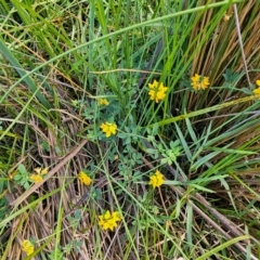 Lotus corniculatus at Jerrabomberra Wetlands - 7 Dec 2023 07:36 AM