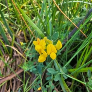 Lotus corniculatus at Jerrabomberra Wetlands - 7 Dec 2023 07:36 AM