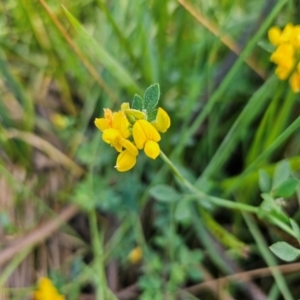 Lotus corniculatus at Jerrabomberra Wetlands - 7 Dec 2023 07:36 AM