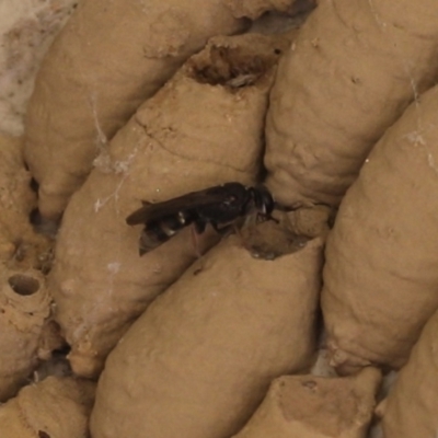 Crabronidae (family) (Sand wasp) at Lyons, ACT - 5 Dec 2023 by ran452