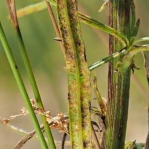 Puccinia lagenophorae at PCF003: Pierces Ck Near Sediment Side - 28 Feb 2023 01:07 PM