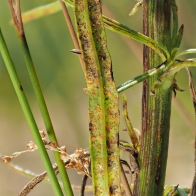 Puccinia lagenophorae (A rust) at Lower Cotter Catchment - 28 Feb 2023 by KenT