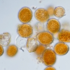 Puccinia lagenophorae at PCF003: Pierces Ck Near Sediment Side - 28 Feb 2023