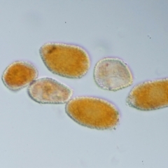 Puccinia lagenophorae at PCF003: Pierces Ck Near Sediment Side - 28 Feb 2023