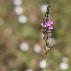 Cullen microcephalum (Dusky Scurf-pea) at Lyons, ACT - 6 Dec 2023 by ran452