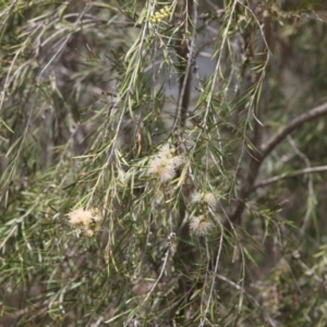 Callistemon sieberi at Lyons, ACT - 7 Dec 2023