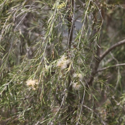 Callistemon sieberi (River Bottlebrush) at Lyons, ACT - 7 Dec 2023 by ran452