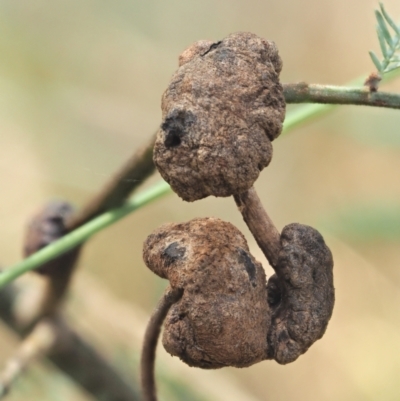 Endoraecium carnegiei (Acacia gall rust) at Lower Cotter Catchment - 28 Feb 2023 by KenT