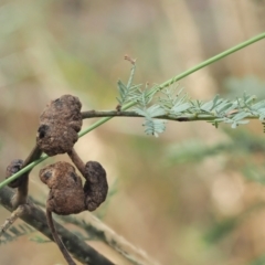 Endoraecium carnegiei at Lower Cotter Catchment - 28 Feb 2023