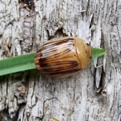 Faex sp. (genus) (Faex Leaf Beetle) at Bruce, ACT - 7 Dec 2023 by MattYoung