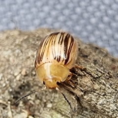 Faex sp. (genus) at University of Canberra - 7 Dec 2023