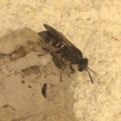 Apocrita (suborder) (Unidentified wasp) at Lyons, ACT - 7 Dec 2023 by ran452