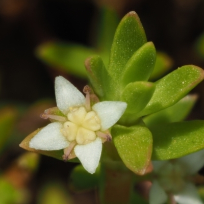 Crassula helmsii (Swamp Stonecrop) at Cotter River, ACT - 2 Mar 2023 by KenT