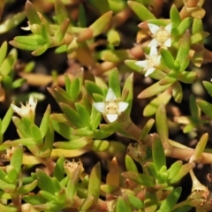 Crassula helmsii at Lower Cotter Catchment - 2 Mar 2023