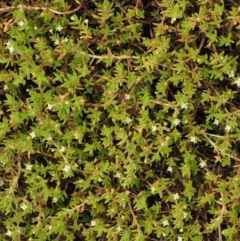 Crassula helmsii at Lower Cotter Catchment - 2 Mar 2023