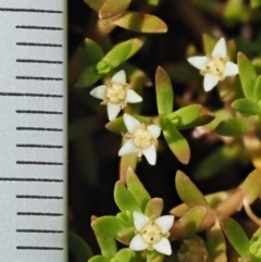 Crassula helmsii at Lower Cotter Catchment - 2 Mar 2023