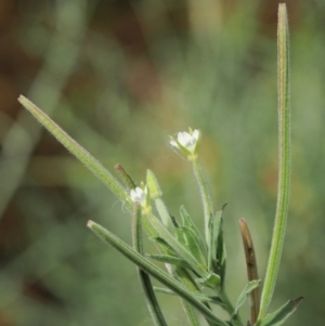 Epilobium hirtigerum at PCF003: Pierces Ck Near Sediment Side - 28 Feb 2023