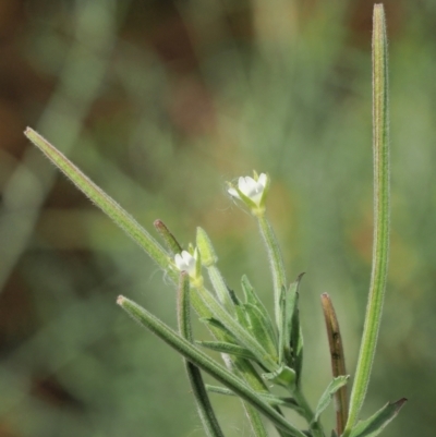 Epilobium hirtigerum (Hairy Willowherb) at PCF003: Pierces Ck Near Sediment Side - 28 Feb 2023 by KenT