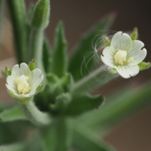 Epilobium hirtigerum at PCF003: Pierces Ck Near Sediment Side - 28 Feb 2023