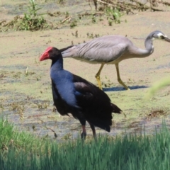 Porphyrio melanotus (Australasian Swamphen) at Fyshwick, ACT - 6 Dec 2023 by RodDeb