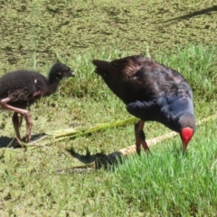 Porphyrio melanotus at Jerrabomberra Wetlands - 6 Dec 2023