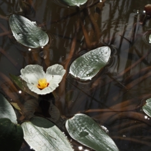 Ottelia ovalifolia subsp. ovalifolia at Lower Cotter Catchment - 2 Mar 2023