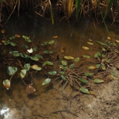 Ottelia ovalifolia subsp. ovalifolia at Lower Cotter Catchment - 2 Mar 2023