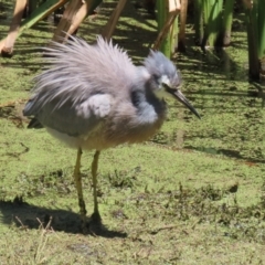 Egretta novaehollandiae (White-faced Heron) at Fyshwick, ACT - 5 Dec 2023 by RodDeb