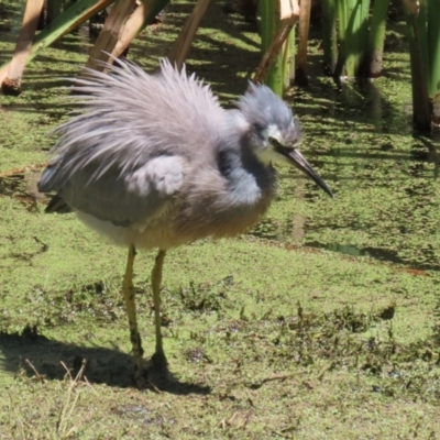 Egretta novaehollandiae (White-faced Heron) at Fyshwick, ACT - 5 Dec 2023 by RodDeb