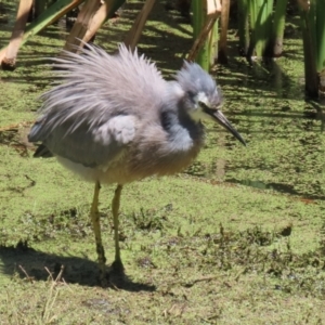 Egretta novaehollandiae at Jerrabomberra Wetlands - 6 Dec 2023
