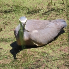 Egretta novaehollandiae at Jerrabomberra Wetlands - 6 Dec 2023