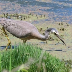 Egretta novaehollandiae at Jerrabomberra Wetlands - 6 Dec 2023