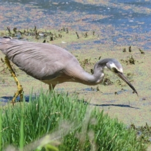 Egretta novaehollandiae at Jerrabomberra Wetlands - 6 Dec 2023