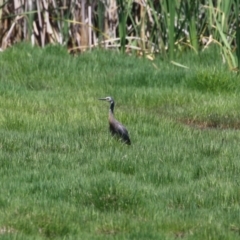 Egretta novaehollandiae at Jerrabomberra Wetlands - 6 Dec 2023