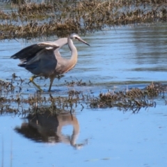 Egretta novaehollandiae at Jerrabomberra Wetlands - 6 Dec 2023