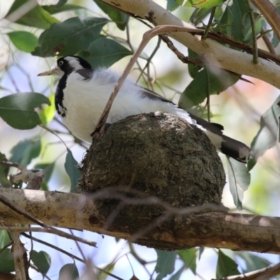 Grallina cyanoleuca (Magpie-lark) at Fyshwick, ACT - 6 Dec 2023 by RodDeb