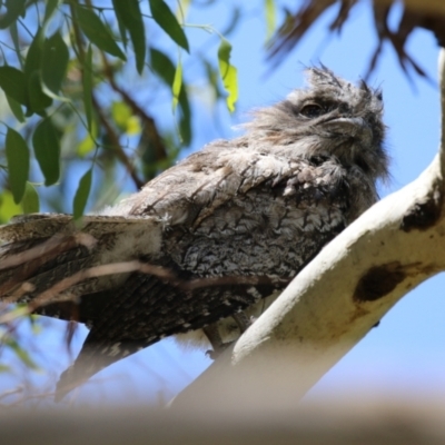 Podargus strigoides (Tawny Frogmouth) at Fyshwick, ACT - 6 Dec 2023 by RodDeb