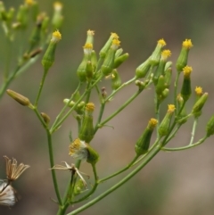 Senecio diaschides (Erect Groundsel) at Coree, ACT - 28 Feb 2023 by KenT