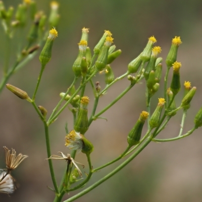 Senecio diaschides (Erect Groundsel) at PCF003: Pierces Ck Near Sediment Side - 28 Feb 2023 by KenT