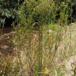 Senecio diaschides at PCF003: Pierces Ck Near Sediment Side - 28 Feb 2023