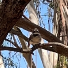 Rhipidura albiscapa (Grey Fantail) at Fyshwick, ACT - 7 Dec 2023 by Hejor1