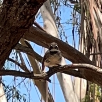 Rhipidura albiscapa (Grey Fantail) at Jerrabomberra Wetlands - 7 Dec 2023 by Hejor1