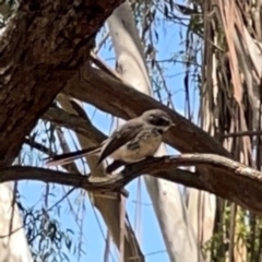 Rhipidura albiscapa at Jerrabomberra Wetlands - 7 Dec 2023