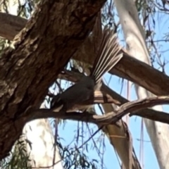 Rhipidura albiscapa at Jerrabomberra Wetlands - 7 Dec 2023