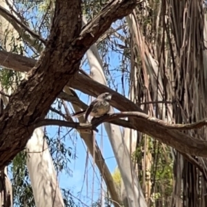 Rhipidura albiscapa at Jerrabomberra Wetlands - 7 Dec 2023