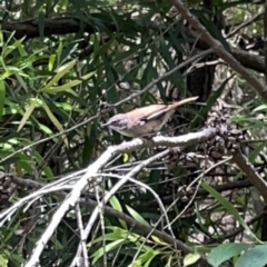 Sericornis frontalis (White-browed Scrubwren) at Jerrabomberra Wetlands - 7 Dec 2023 by Hejor1