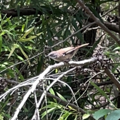 Sericornis frontalis (White-browed Scrubwren) at Jerrabomberra Wetlands - 7 Dec 2023 by Hejor1