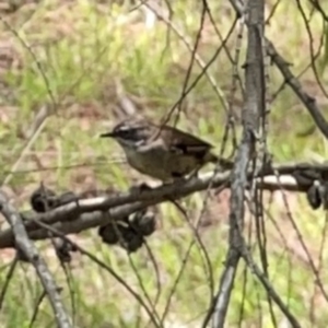 Sericornis frontalis at Jerrabomberra Wetlands (JWT) - 7 Dec 2023